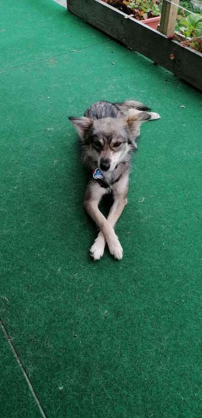 Unsere Fellnasen-Vielfalt im Überblick!-Beitrag-Bild