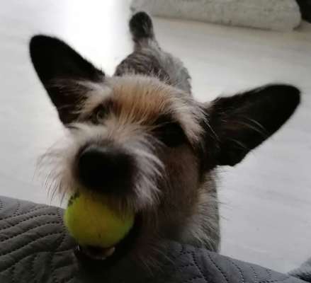 Dogorama Photo Challenge- Aufmerksamkeit bitte!-Beitrag-Bild