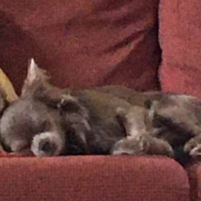 Hundetreffen-Chihuahua und Kleinhunde Treffen-Profilbild