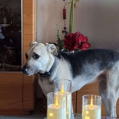 Hundetreffen-Gassirunde in Leimen-Bild