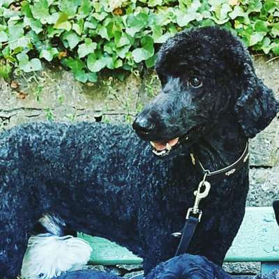 Unsere Fellnasen im Regenbogenland-Beitrag-Bild