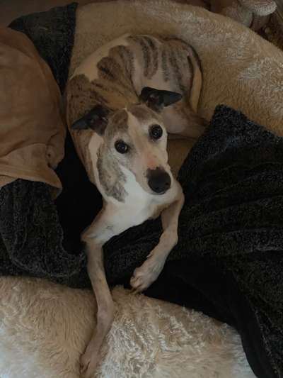 Wie "jung" haben sich eure Hunde gehalten ?-Beitrag-Bild