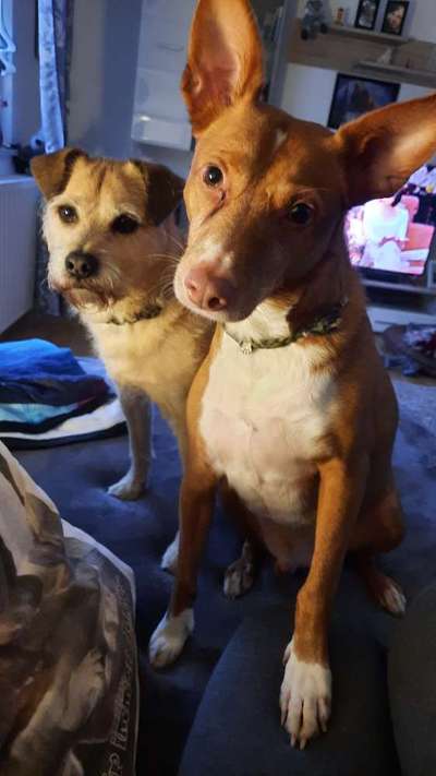 Auslandstierschutz-Beitrag-Bild