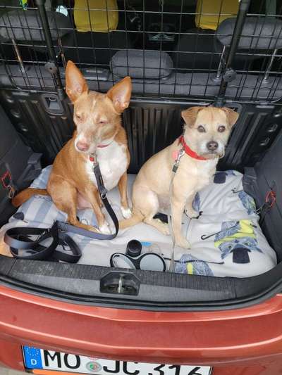 Foto Challenge Thema "Hunde im Auto"-Beitrag-Bild