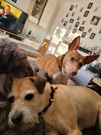 Mischlingshunde Foto Aufruf-Beitrag-Bild