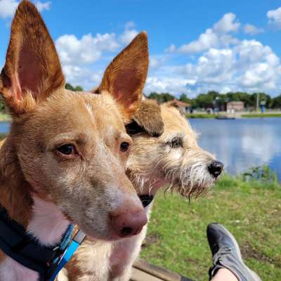 Hundetreffen-Gassirunden in und Um Neukirchen Vlyn mit nettem Austausch-Bild