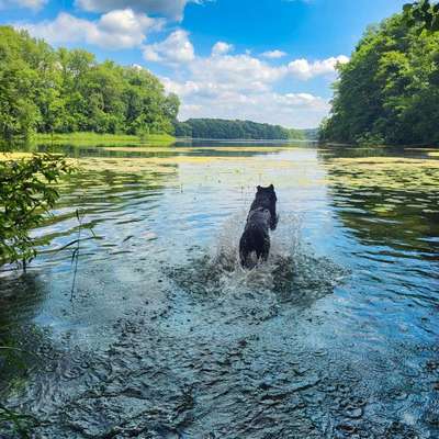 Hundetreffen-Hundetreffen mit Ziel eines gemeinsamen Freilauf-Bild