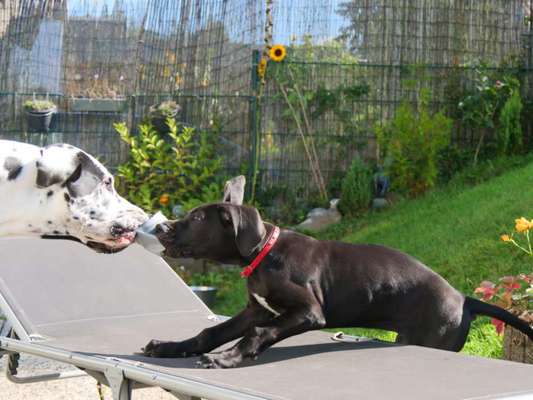 Deutsche Doggen Welpen-Beitrag-Bild