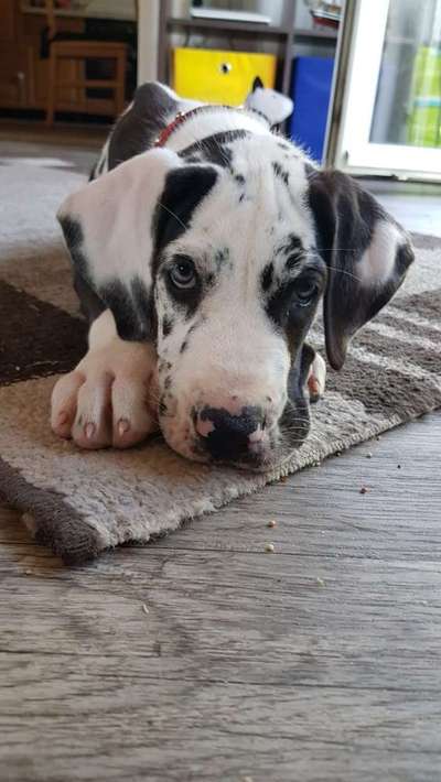 Welpen Bilder !-Beitrag-Bild