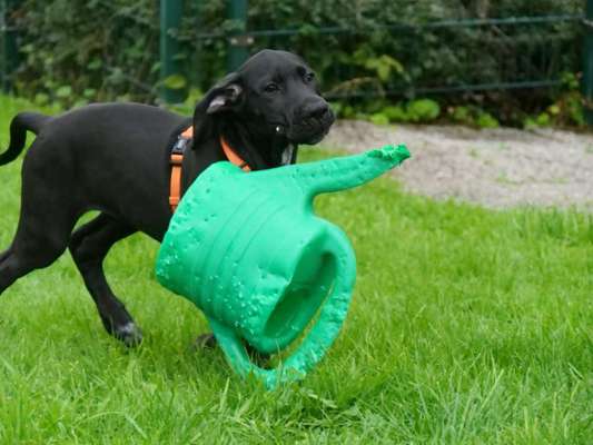 Welpen Bilder !-Beitrag-Bild