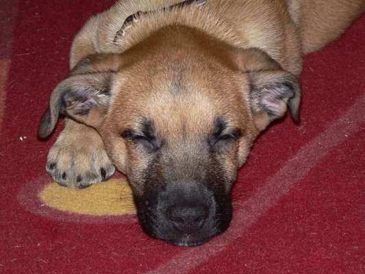 Welpen Bilder !-Beitrag-Bild