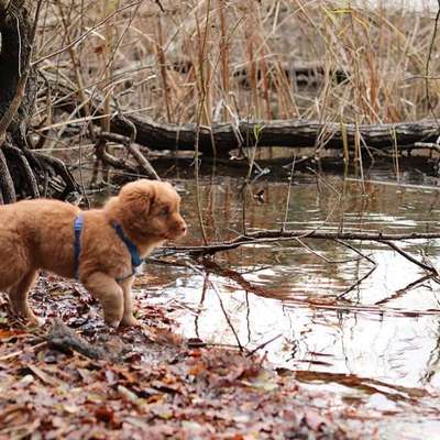 Hundetreffen-Welpen & Junghunde aus Weiß-Bild