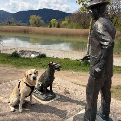 Hundetreffen-Spielen mit Labi-Bild