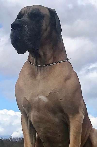 Orthopädisches Hundebett-Beitrag-Bild