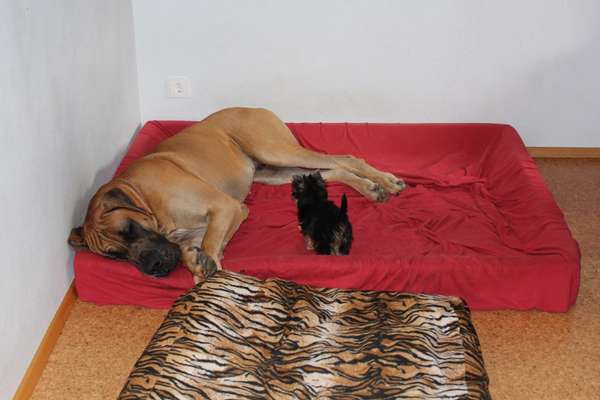 Orthopädisches Hundebett-Beitrag-Bild