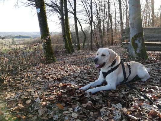 Labradorfans-Beitrag-Bild
