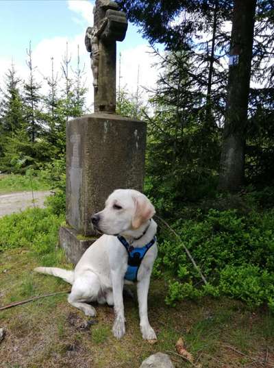 Wo sind meine Labrador Freunde-Beitrag-Bild