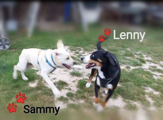 Bester Freund, Hundekumpel - zeigt her!-Beitrag-Bild