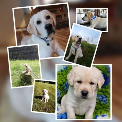 Labradorfans-Beitrag-Bild