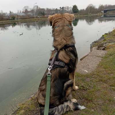 Wie sitzt mein Geschirr?-Beitrag-Bild