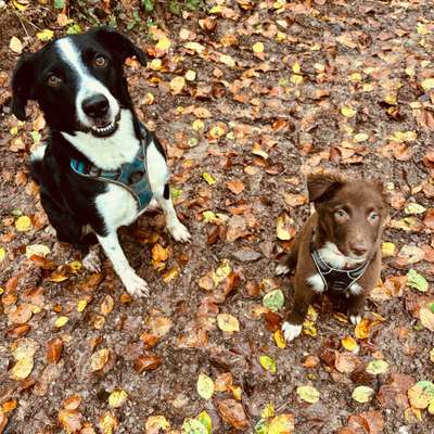 Hundetreffen-Welpentreffen