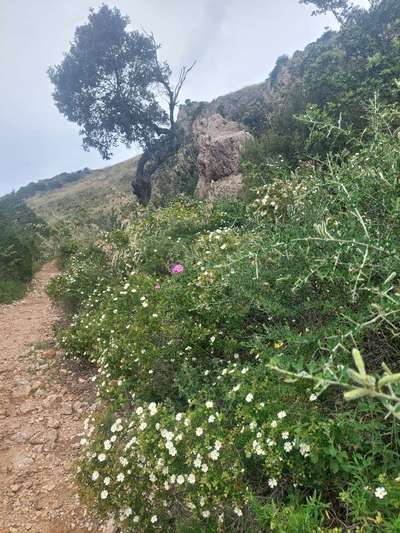 Sardinien mit Hund-Beitrag-Bild