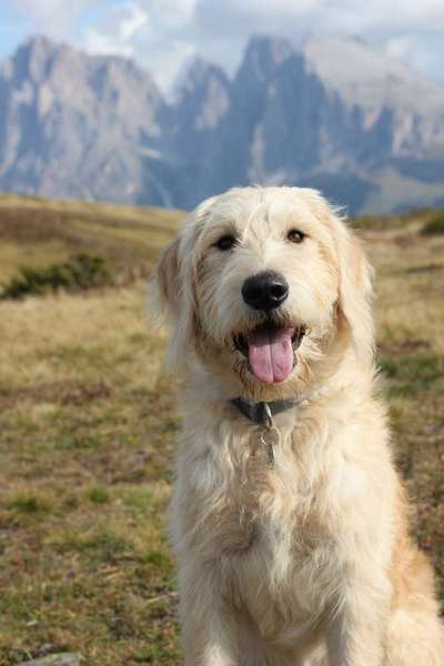 Labradoodle gesucht-Beitrag-Bild