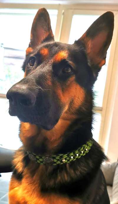 Schäferhund-Beitrag-Bild