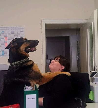 Schäferhund-Beitrag-Bild