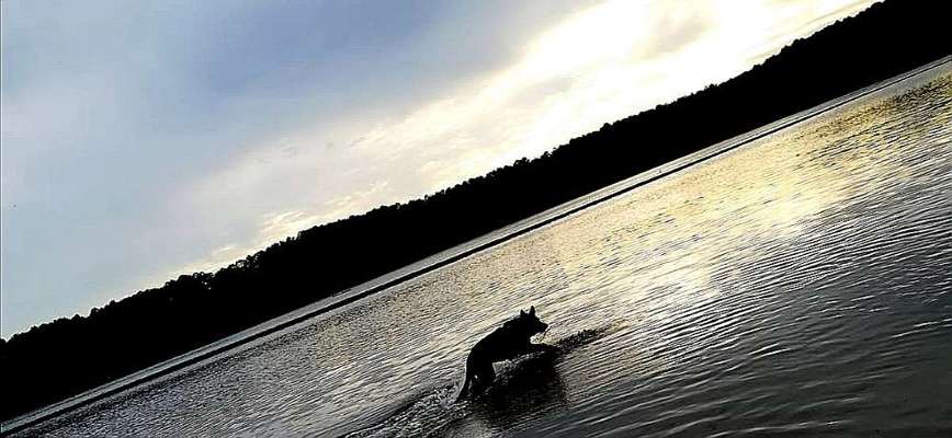 Dogorama-Monats-Challenge-Mai "Wasser"-Beitrag-Bild