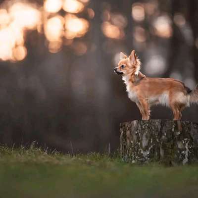 Hundetreffen-Social walk in Paderborn oder Bad Lippspringe gesucht :)-Bild