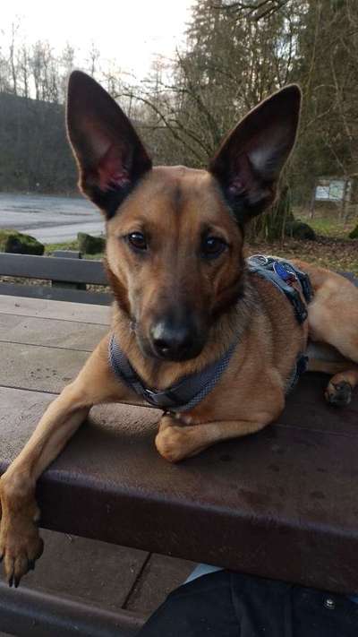 Hundetreffen-Gassi/Spielrunde in Paderborn oder Bad Lippspringe gesucht-Bild