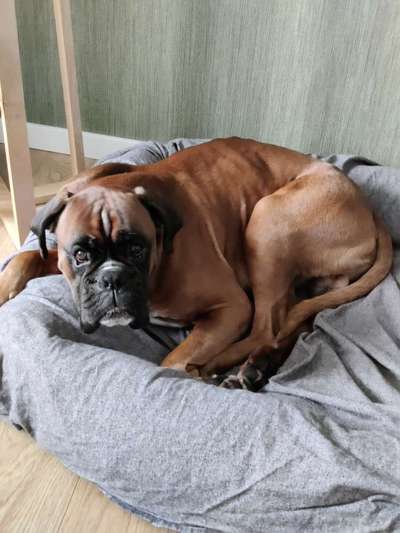 Deutsche Boxer-Beitrag-Bild