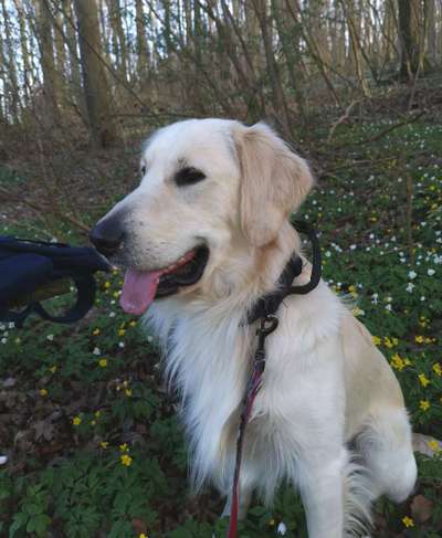 Wo sind die Golden Retriever Liebhaber?-Beitrag-Bild