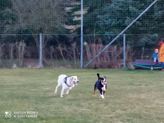 Wo sind die Golden Retriever Liebhaber?-Beitrag-Bild