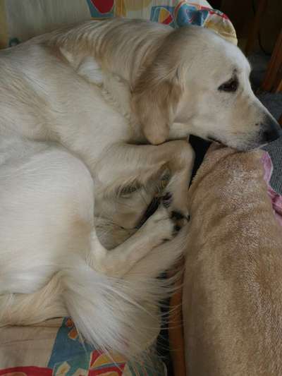 Wo sind die Golden Retriever Liebhaber?-Beitrag-Bild