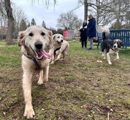 Wo sind die Golden Retriever Liebhaber?-Beitrag-Bild