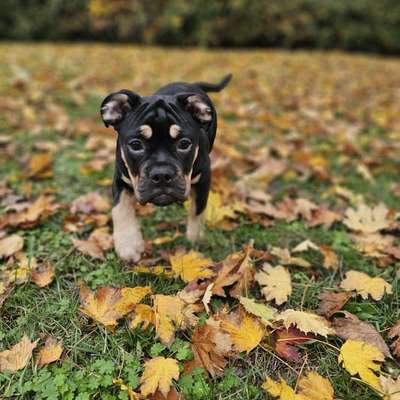 Hundetreffen-Hundefreunde für Ella-Bild