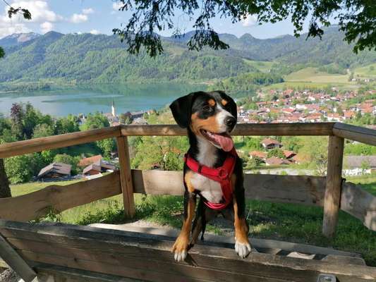 Appenzeller Sennenhunde-Beitrag-Bild