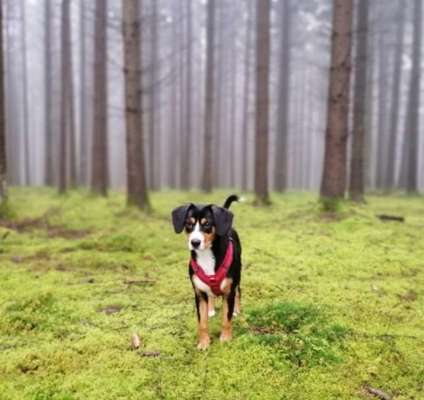 Zeigt mal die schönsten Bilder von euren Hunden !-Beitrag-Bild