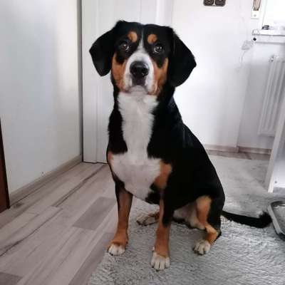 Hundetreffen-Welpentreffen und gassirunde-Profilbild