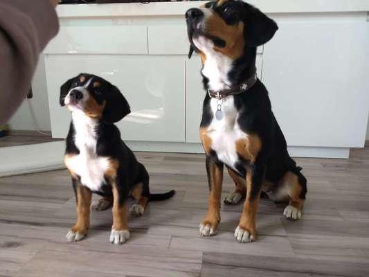 Entlebucher Sennenhund-Beitrag-Bild