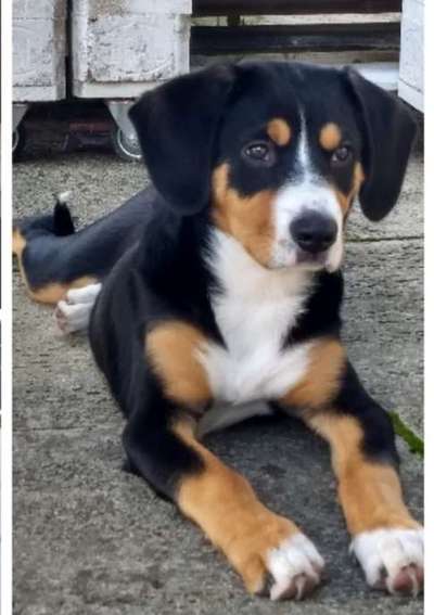Entlebucher Sennenhund-Beitrag-Bild