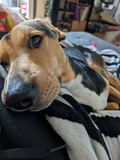 Griechische Bracke-Beitrag-Bild