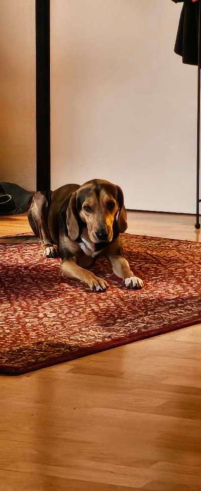 Griechische Bracke-Beitrag-Bild