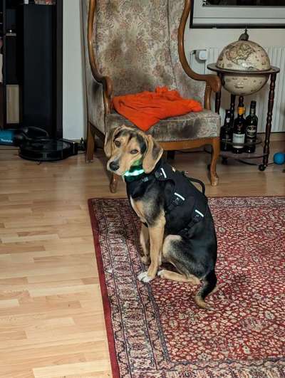 Griechische Bracke-Beitrag-Bild