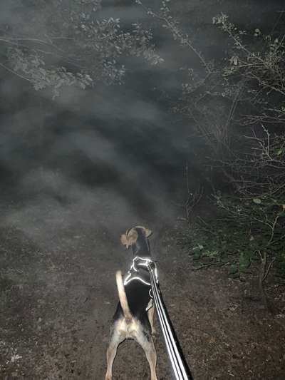 Griechische Bracke-Beitrag-Bild