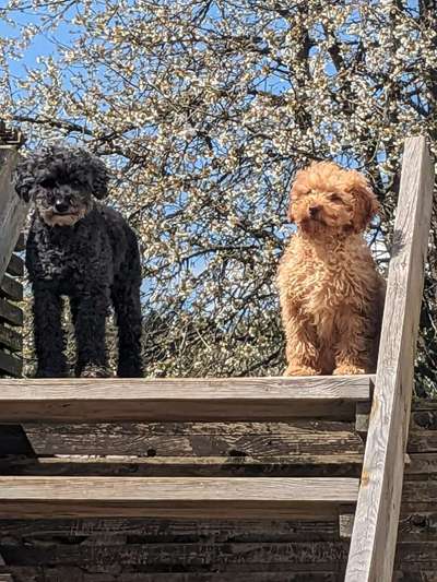 Hundetreffen-Gassi/Spielerunde Sulzbach-Rosenberg-Bild