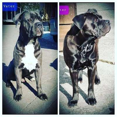 Rassensuche Cane Corso Italiano-Beitrag-Bild