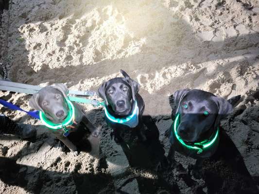 Hundetreffen-Gassi- und Spielfreunde gesucht  ☺️-Bild